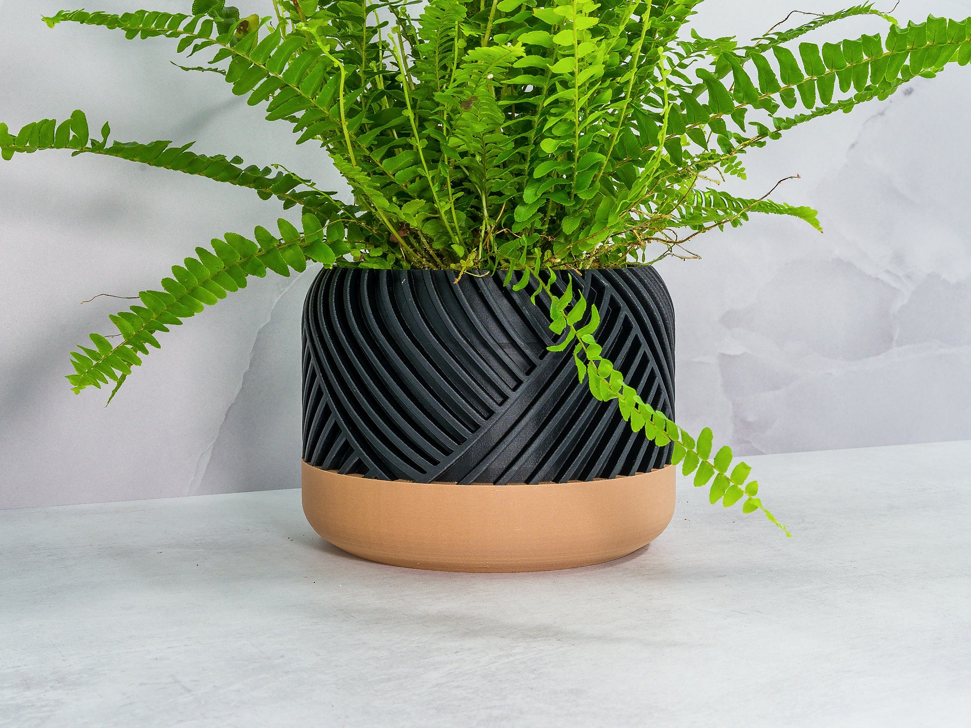 Angled with Fern: