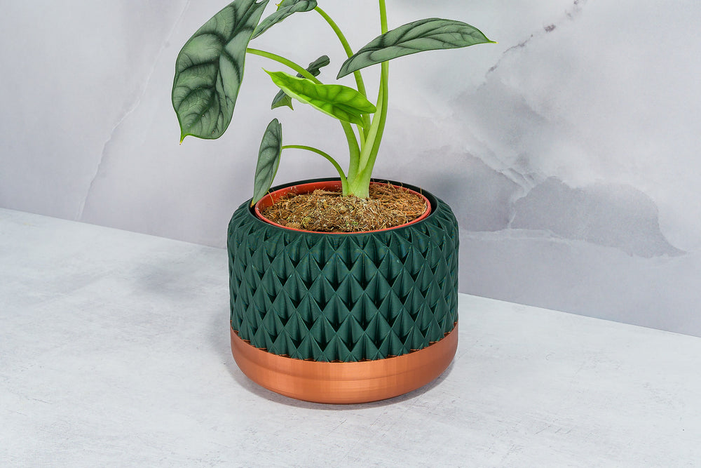 Angled with Alocasia: