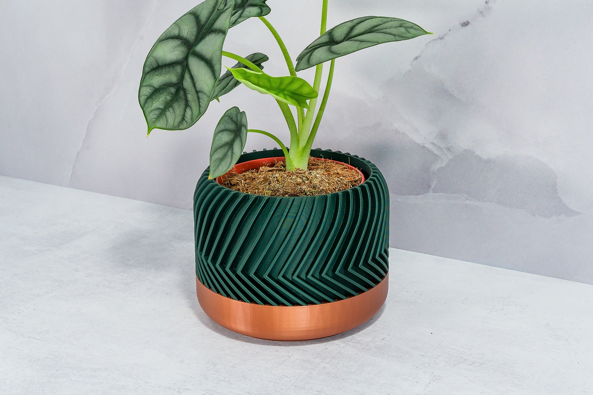 Angled with Alocasia: "Side angle of TREAD planter with copper base and forest pattern, displaying an alocasia plant."
 Angled with Alocasia: "Side angle of TREAD planter with copper base and forest pattern, displaying an alocasia plant."