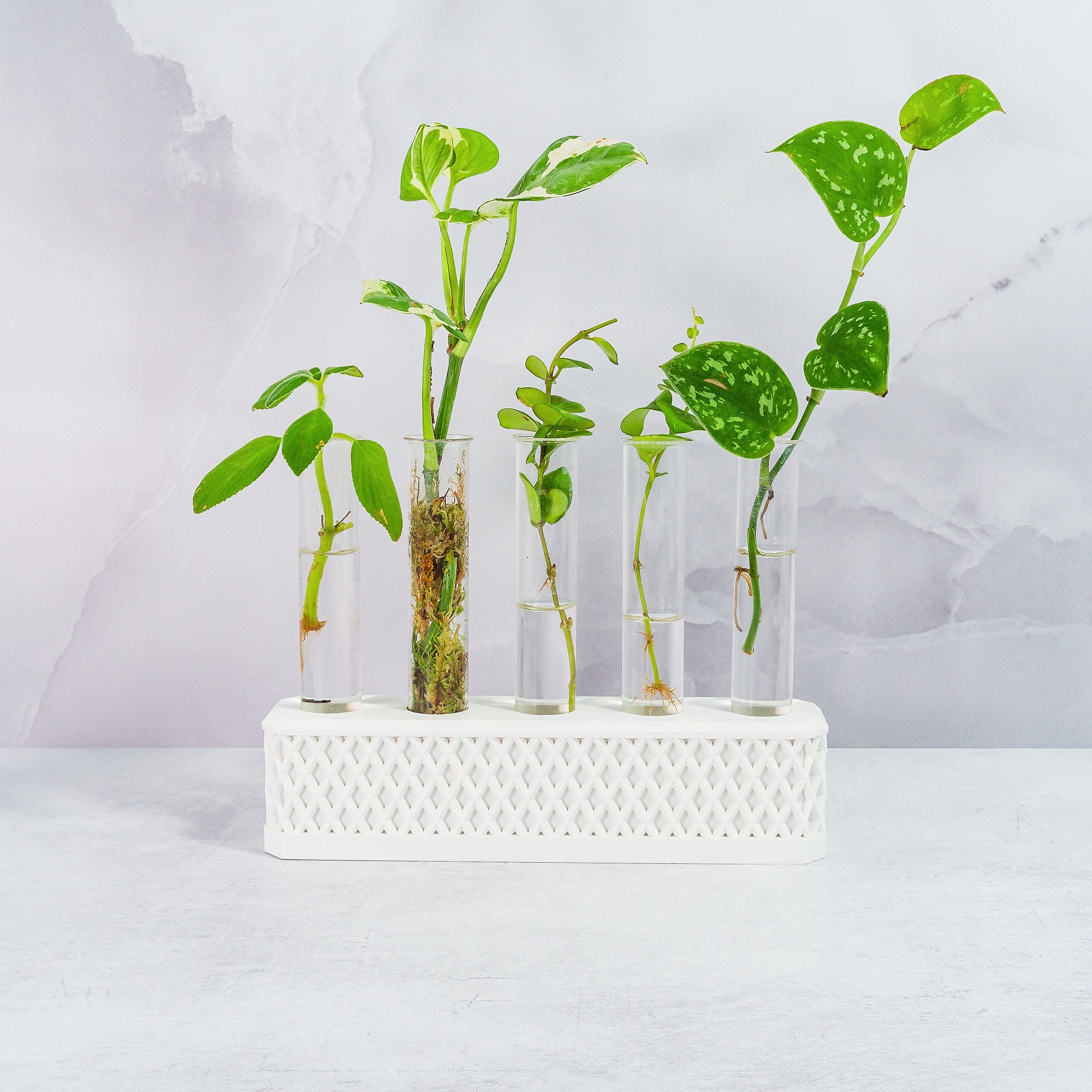 "Front-facing image of MATTE WHITE Propagation Station filled with thriving plant cuttings, demonstrating its versatile style and functionality."

